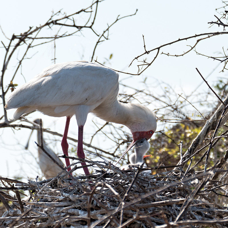 在坦桑尼亚的塞洛斯野生动物保护区，非洲琵鹭(白Platalea alba)正在喂养它们的幼崽